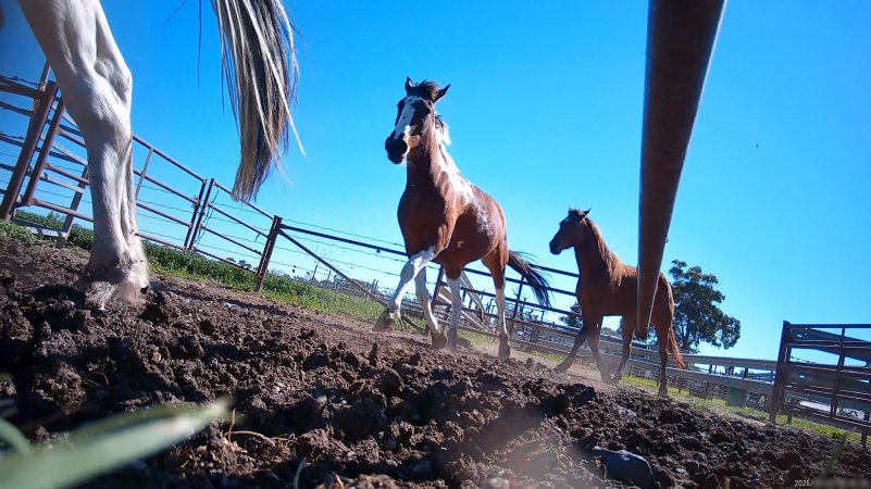 Horse yards and slaughter at residential property of Peter Loffel