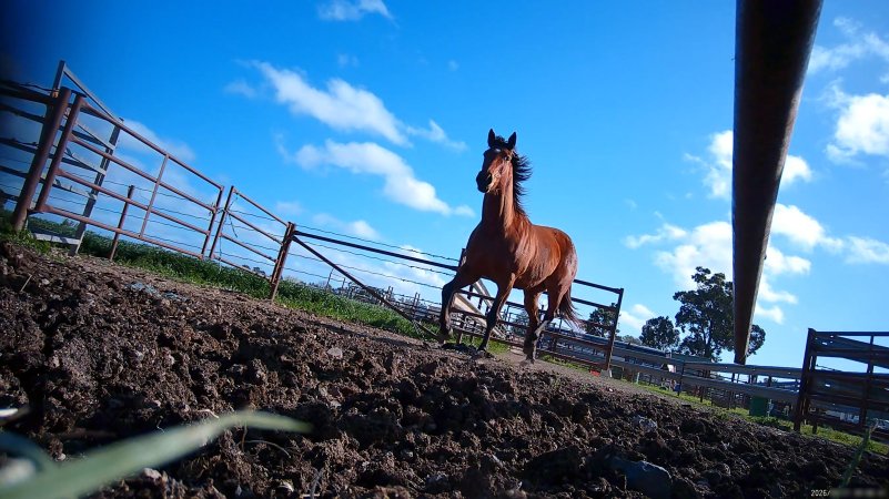 Horse yards and slaughter at residential property of Peter Loffel