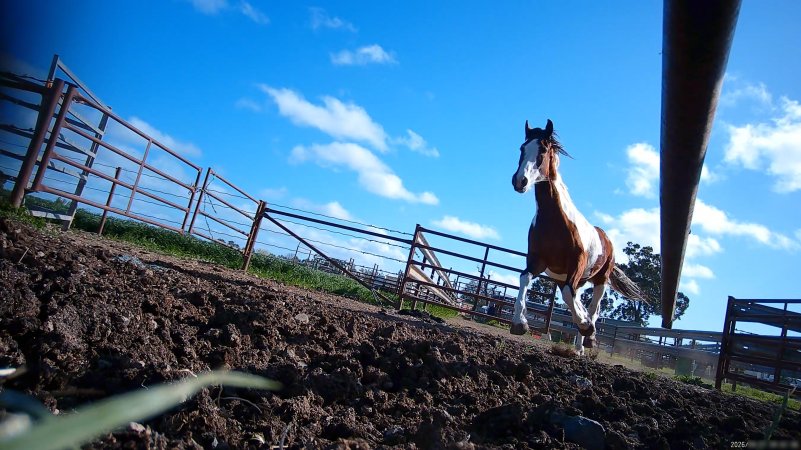Horse yards and slaughter at residential property of Peter Loffel