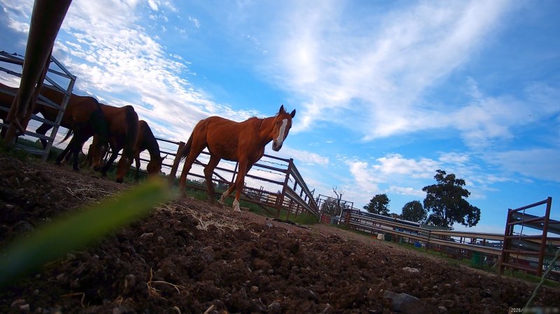 Horse yards and slaughter at residential property of Peter Loffel