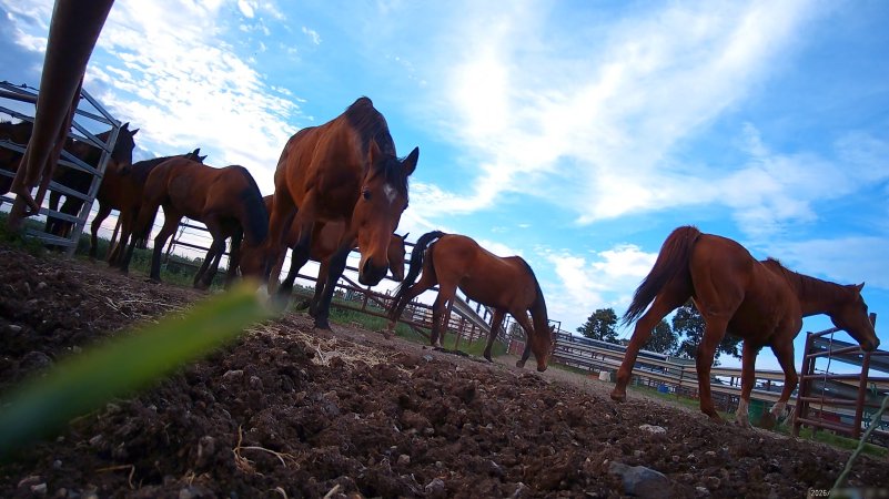 Horse yards and slaughter at residential property of Peter Loffel