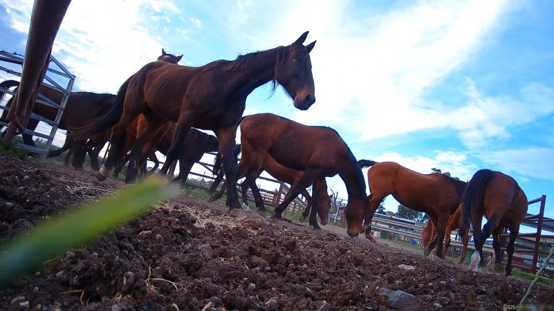 Horse yards and slaughter at residential property of Peter Loffel
