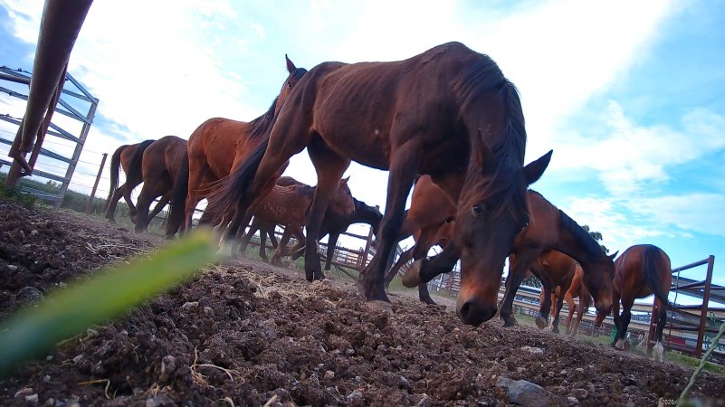Horse yards and slaughter at residential property of Peter Loffel