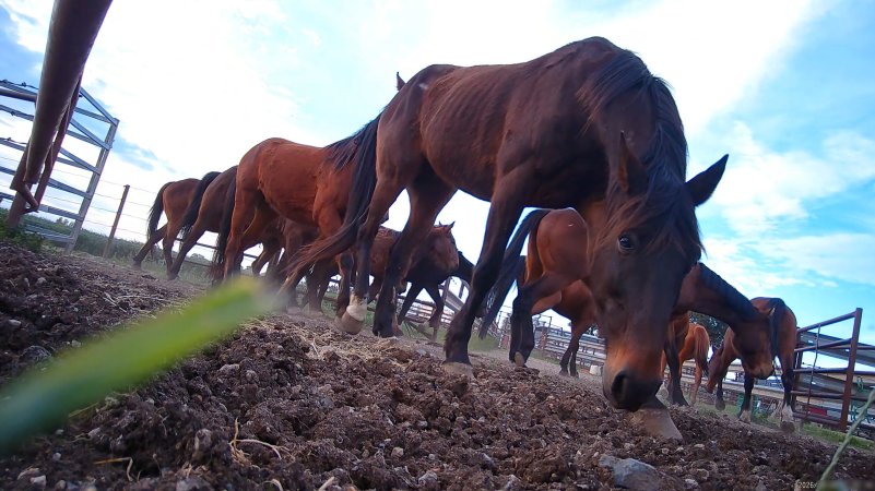 Horse yards and slaughter at residential property of Peter Loffel