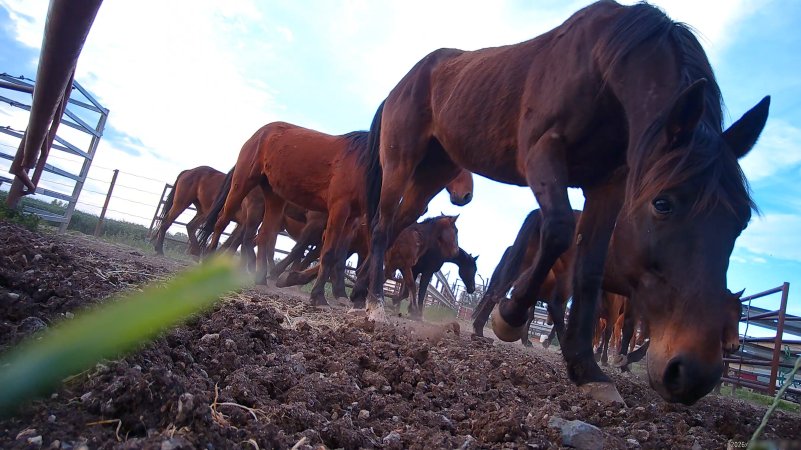 Horse yards and slaughter at residential property of Peter Loffel