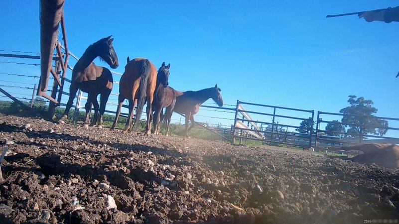 Horse yards and slaughter at residential property of Peter Loffel