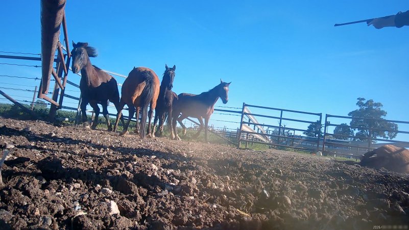 Horse yards and slaughter at residential property of Peter Loffel