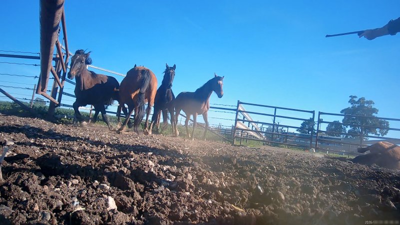 Horse yards and slaughter at residential property of Peter Loffel