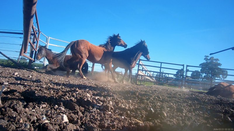 Horse yards and slaughter at residential property of Peter Loffel