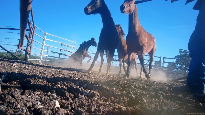 Horse yards and slaughter at residential property of Peter Loffel