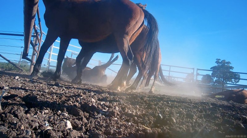 Horse yards and slaughter at residential property of Peter Loffel