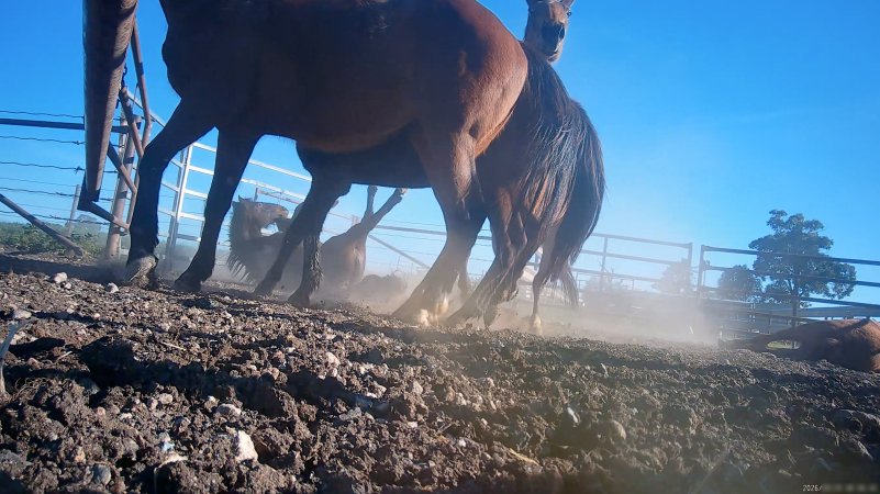 Horse yards and slaughter at residential property of Peter Loffel