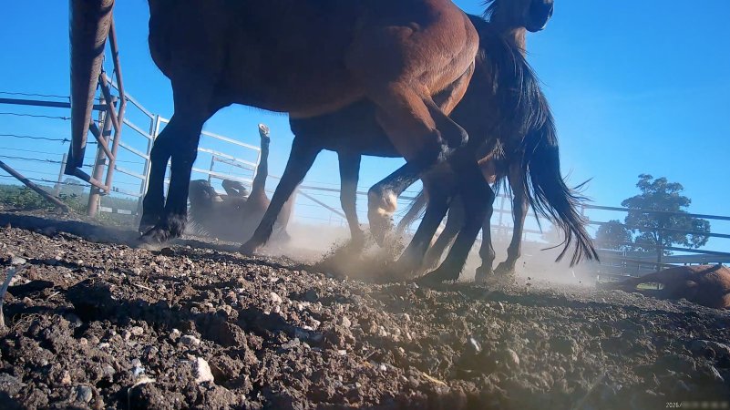 Horse yards and slaughter at residential property of Peter Loffel