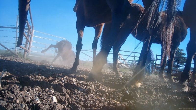 Horse yards and slaughter at residential property of Peter Loffel