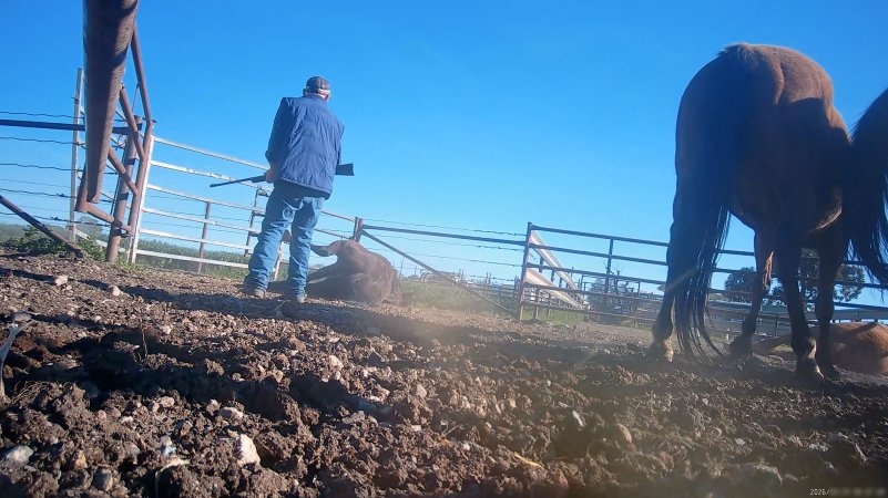 Horse yards and slaughter at residential property of Peter Loffel