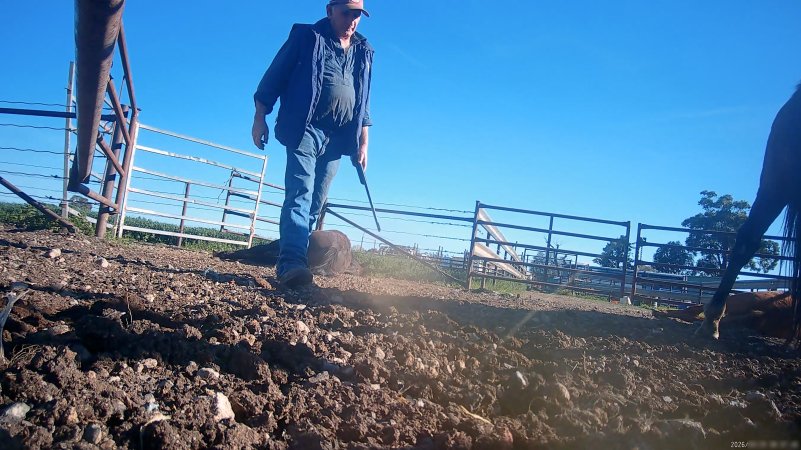 Horse yards and slaughter at residential property of Peter Loffel