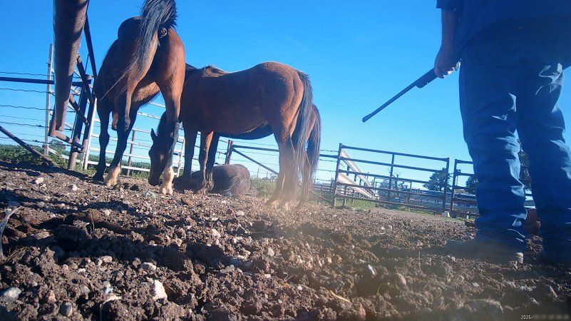Horse yards and slaughter at residential property of Peter Loffel