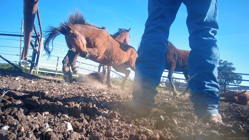 Horse yards and slaughter at residential property of Peter Loffel
