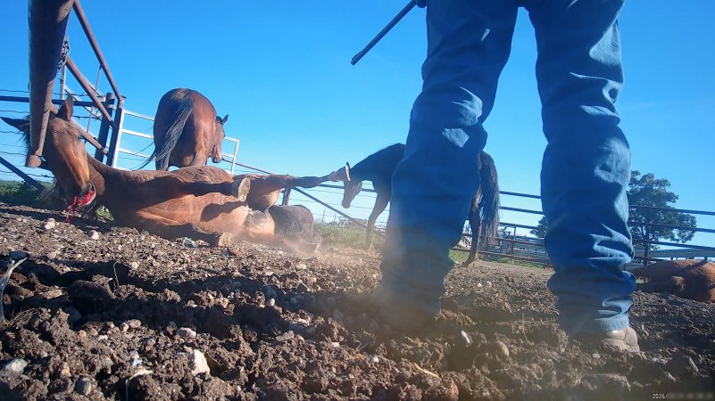 Horse yards and slaughter at residential property of Peter Loffel