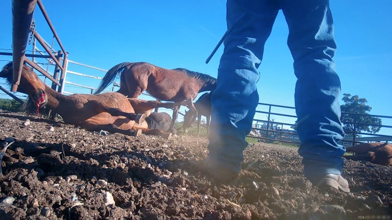 Horse yards and slaughter at residential property of Peter Loffel