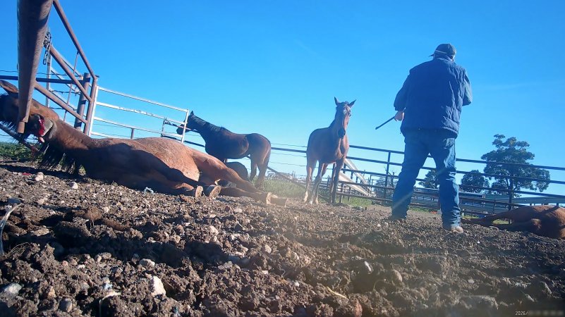 Horse yards and slaughter at residential property of Peter Loffel