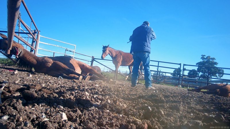 Horse yards and slaughter at residential property of Peter Loffel
