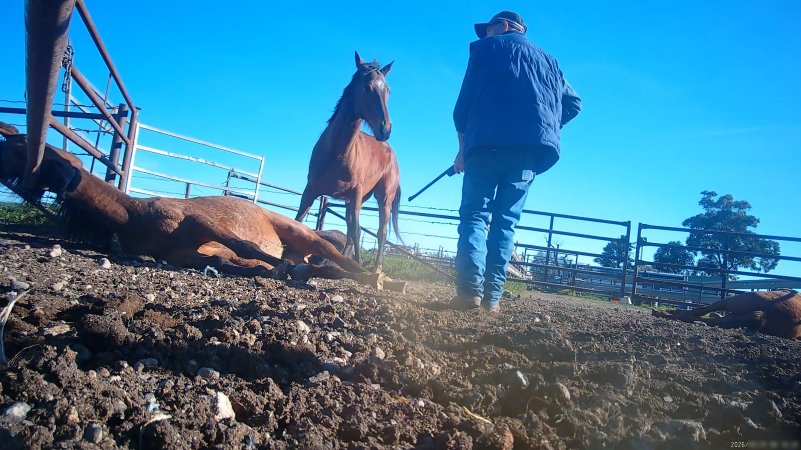 Horse yards and slaughter at residential property of Peter Loffel