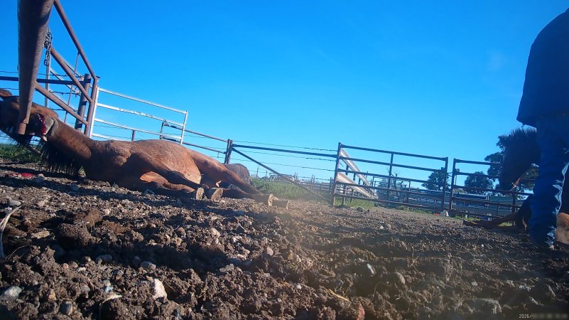 Horse yards and slaughter at residential property of Peter Loffel