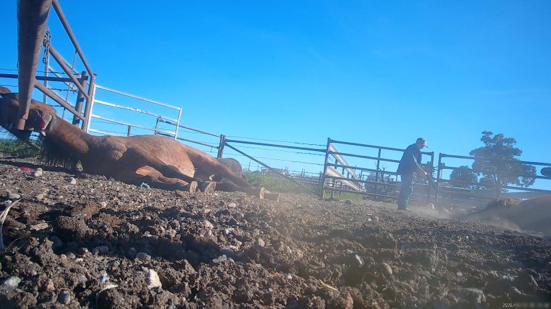 Horse yards and slaughter at residential property of Peter Loffel