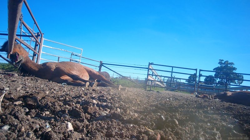 Horse yards and slaughter at residential property of Peter Loffel