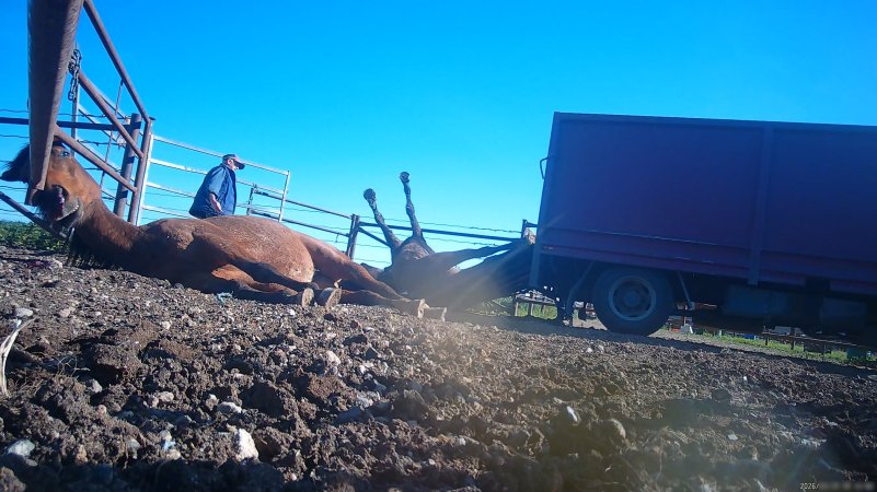 Horse yards and slaughter at residential property of Peter Loffel