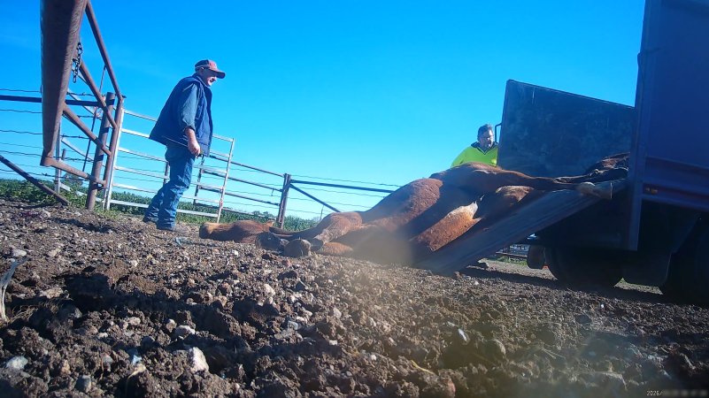 Horse yards and slaughter at residential property of Peter Loffel