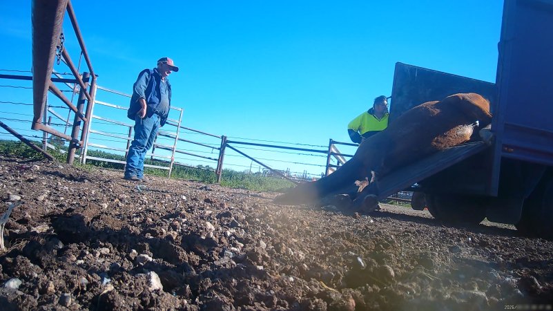 Horse yards and slaughter at residential property of Peter Loffel