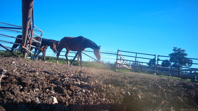 Horse yards and slaughter at residential property of Peter Loffel