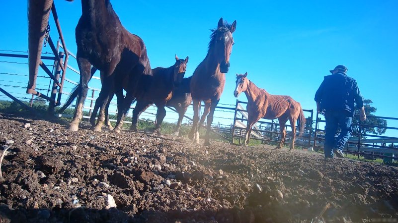 Horse yards and slaughter at residential property of Peter Loffel