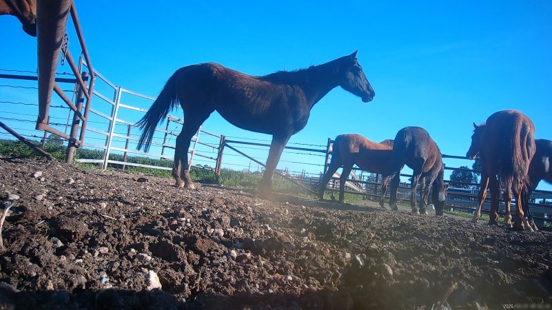 Horse yards and slaughter at residential property of Peter Loffel