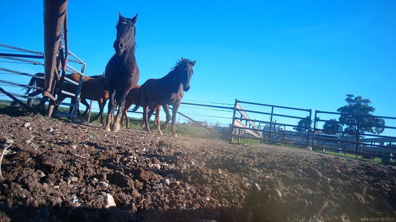 Horse yards and slaughter at residential property of Peter Loffel