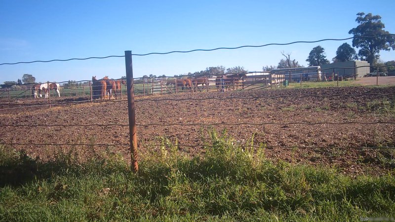 Horse yards and slaughter at residential property of Peter Loffel
