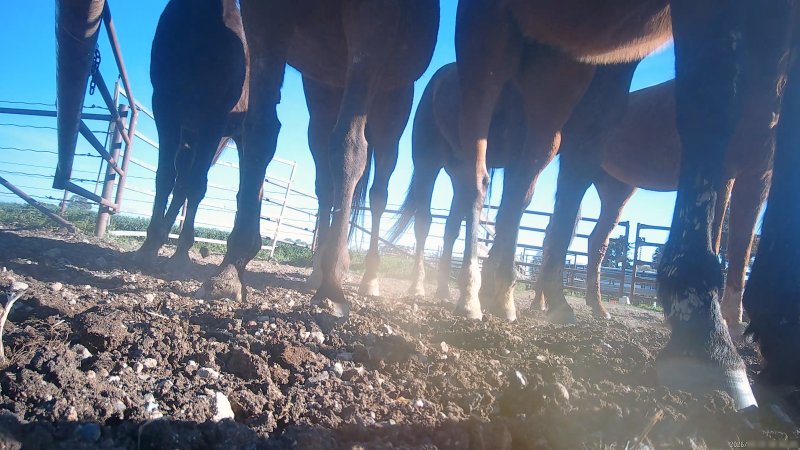 Horse yards and slaughter at residential property of Peter Loffel