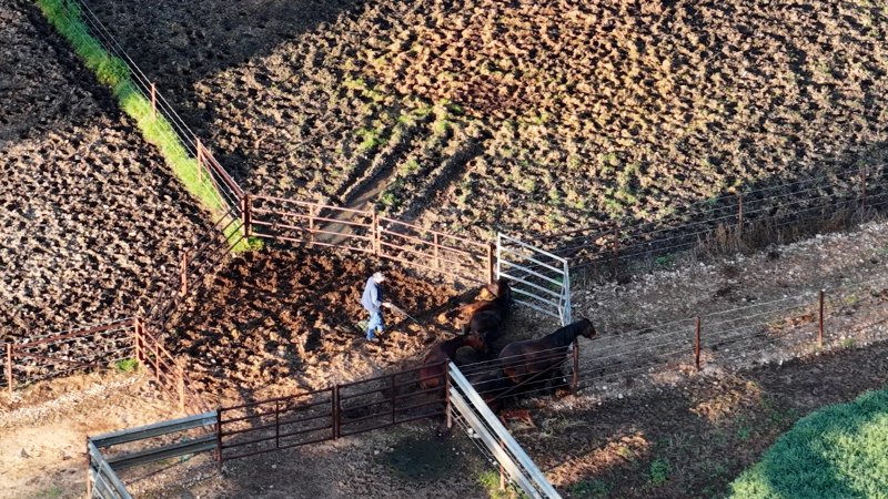 Horse yards and slaughter at residential property of Peter Loffel
