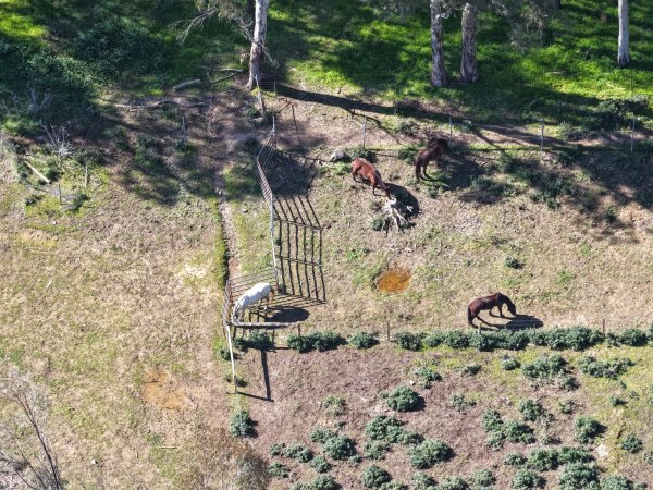Horses at second property belonging to Peter Loffel