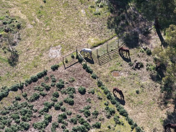 Horses at second property belonging to Peter Loffel