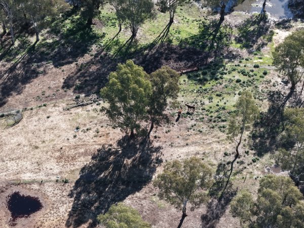 Horses at second property belonging to Peter Loffel
