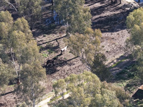 Paint horses at Peter Loffel's second property - eventually moved to property 1
