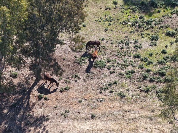 Horses at second property belonging to Peter Loffel