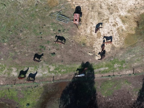 Horses at second property belonging to Peter Loffel