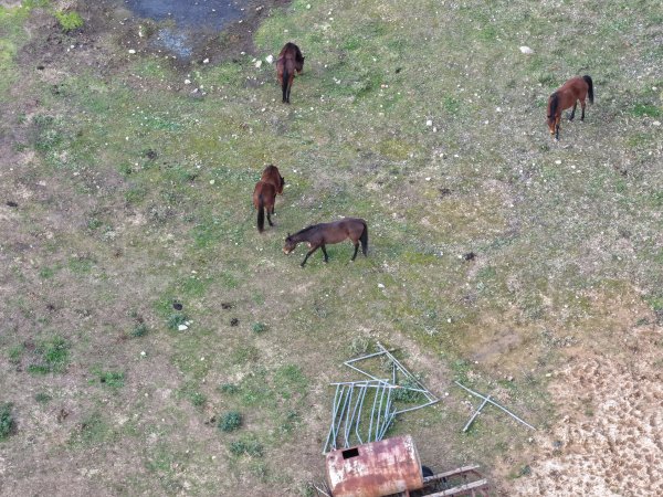 Horses at second property belonging to Peter Loffel