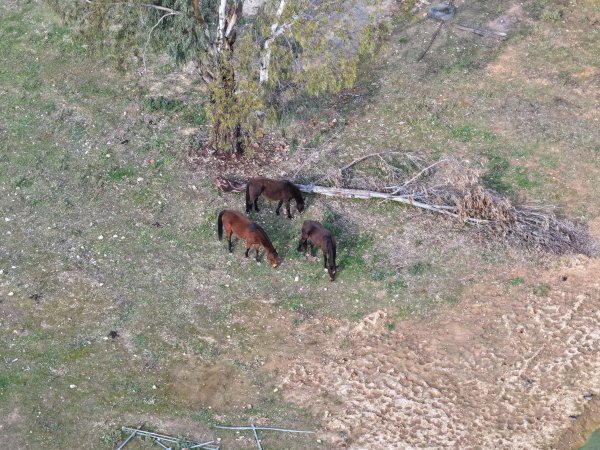 Horses at second property belonging to Peter Loffel