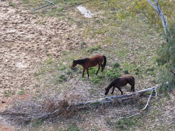 Horses at second property belonging to Peter Loffel