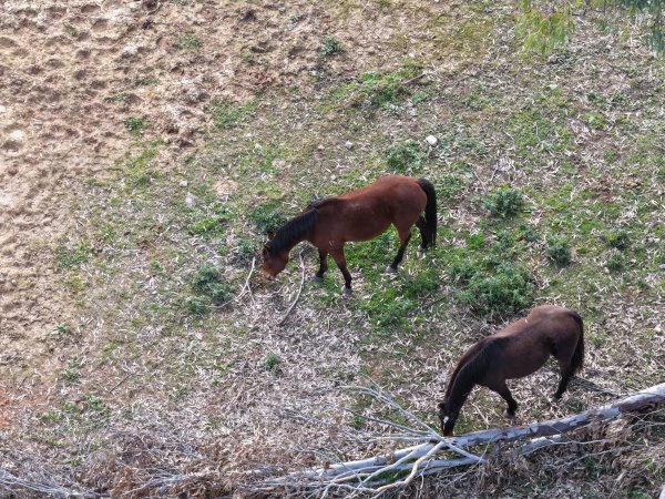 Horses at second property belonging to Peter Loffel